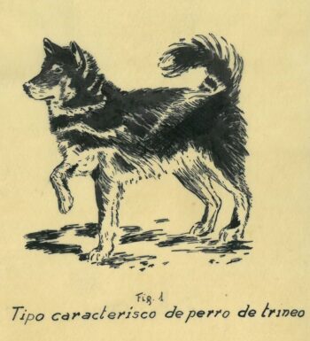 Fig. 1 Dog Transportation