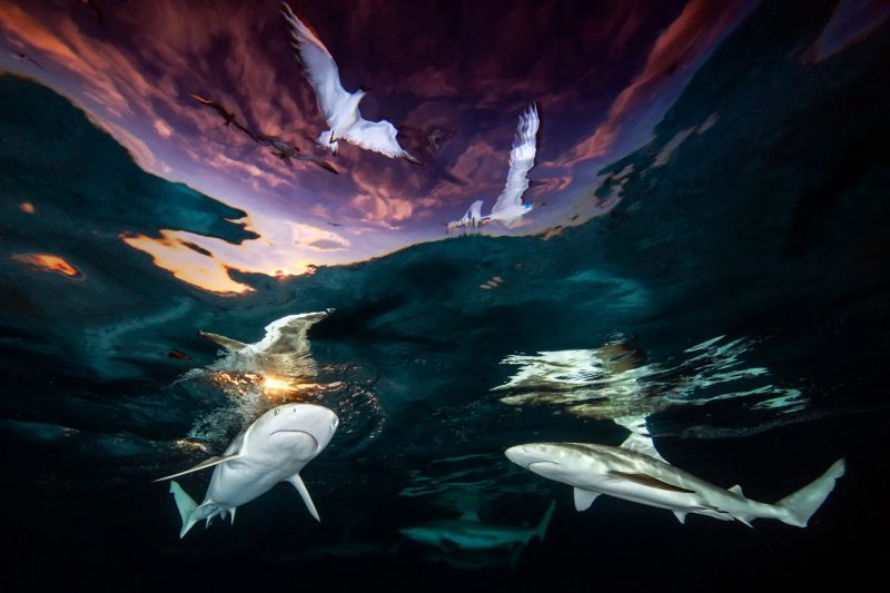 UPY Award Winners - Underwater Photographer of the Year 2021. Renee Capozzola: 'Sharks' Skylight'