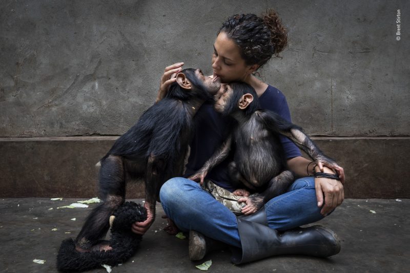La directora del centro se sienta con un chimpancé recién rescatado mientras lo presenta lentamente a los demás.
