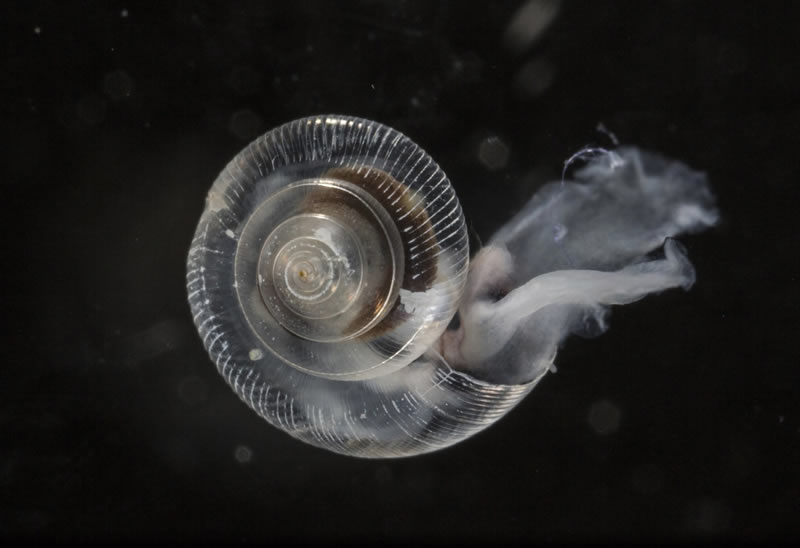The dissolving shells of the sea snails known as pteropods could be an ominous sign of another mass extinction. (Steve Ringman / MCT)