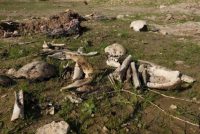 Bones and skulls, suspected to belong to members of Iraq's Yazidi community, are seen in a mass grave on the outskirts of the town of Sinjar, November 30, 2015. REUTERS/Ari Jalal