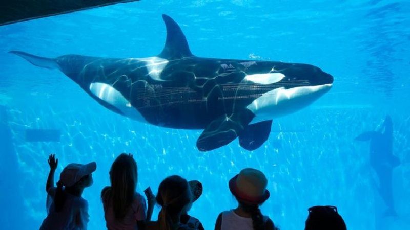 SeaWorld San Diego visitors view an Orca whale through a window at the park on Aug 14, 2014. (Los Angeles Times)