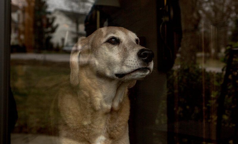 Clark, el amado perro de la autora, en su casa de Nashville Credit Andrea Morales para The New York Times
