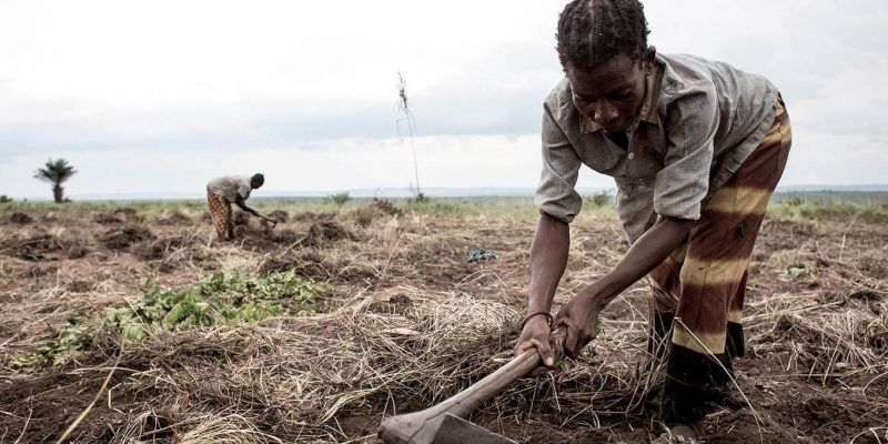 Congolese woman cleans an area of land to start to cultivate crops. JOHN WESSELS/AFP/Getty Images.