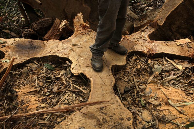 El operador de una motosierra posa de pie sobre las raíces cortadas de un árbol de shihuahuaco durante un proyecto de gestión forestal en Perú. Credit Dado Galdieri/Bloomberg