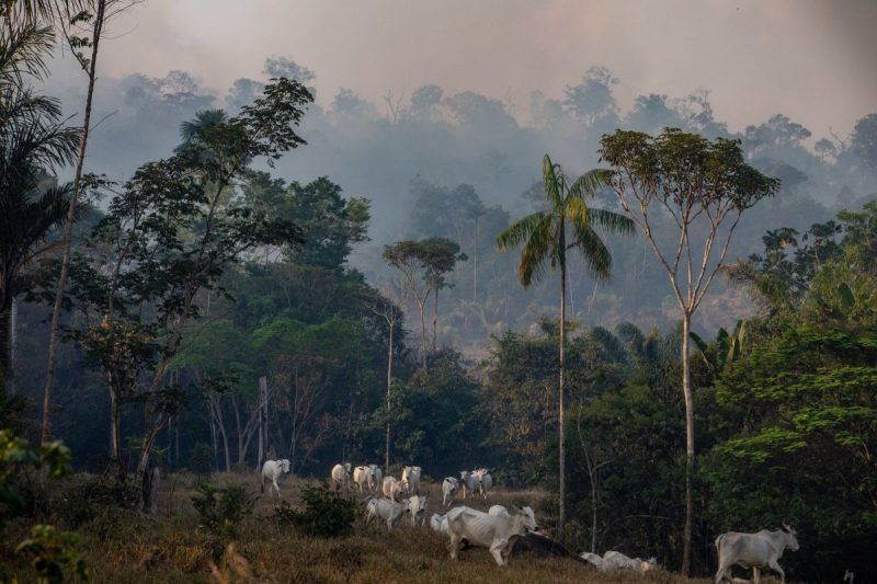 Oxen grazing on a farm in Apiacas, Brazil as forest fires burned in August. Credit Victor Moriyama for The New York Times