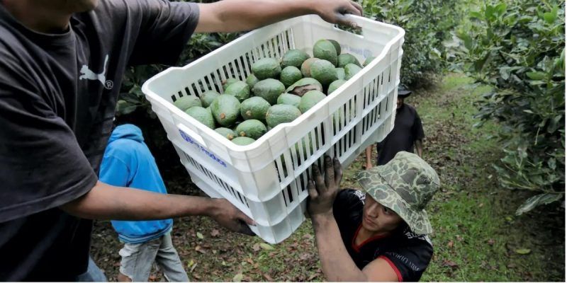 Farm workers load crates of freshly picked avocados into a truck at a plantation in Tacambaro, in Michoacan state, Mexico, June 7, 2017. Picture taken June 7, 2017. Alan Ortega/Reuters
