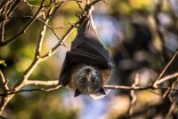 A young grey-headed flying fox in Victoria, Australia. Ancient literature and folklore record a long list of anti-bat beliefs. Some people also blame bats for carrying dangerous pathogens, including, potentially, the precursor of the new coronavirus. Credit Annette Ruzicka