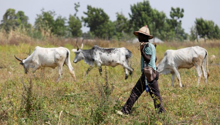 A Fulani herdsman walks past grazing cattle in Paiko, Nigeria November 27, 2018. REUTERS/Afolabi Sotunde 