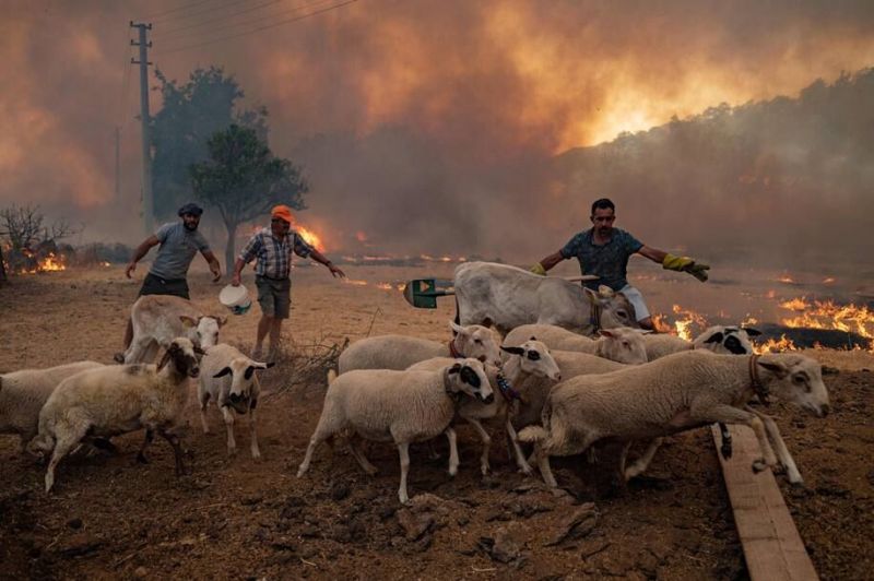 Men gather sheeps to take them away from an advancing fire on Monday in Mugla, Marmaris district, Turkey. (Yasin Akgul/AFP/Getty Images)