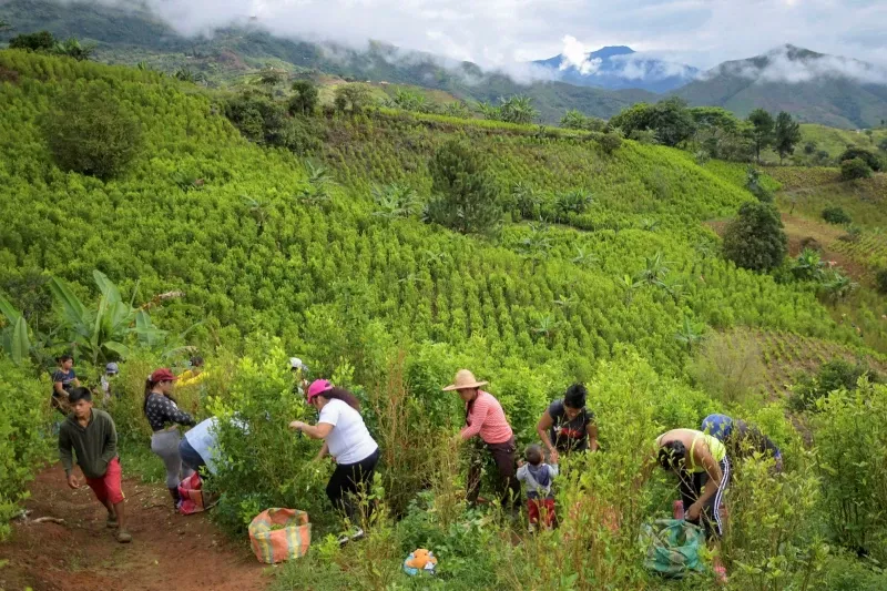 Raspachins, or coca leaf collectors, work at a coca field in the mountains of El Patia municipality, Cauca department, Colombia. The Santos government vowed to get rid of 50,000 hectares of coca through voluntary eradication within a year, but fell far short of the target © Raul Arboleda/AFP via Getty Images