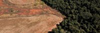 Brazil’s other deforestation: has the savannah farming boom gone too far?