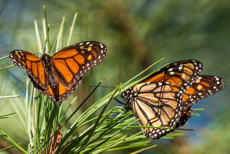 Mariposas monarca en el santuario Monarch Grove en Pacific Grove, California, el 10 de noviembre de 2021. La mariposa monarca migratoria ya están en peligro de extinción. (Nic Coury/AP) 