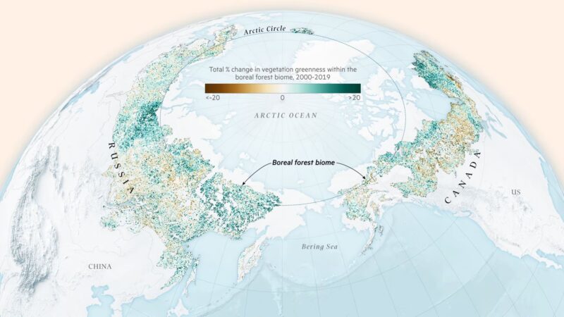 A satellite study this year found the boreal is greening more than it is browning, which means there are more areas growing thicker with vegetation than there are patches that are dying.