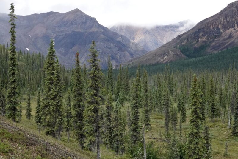 Spruce trees near the Arctic tree line in the Alaskan Brooks mountain range
