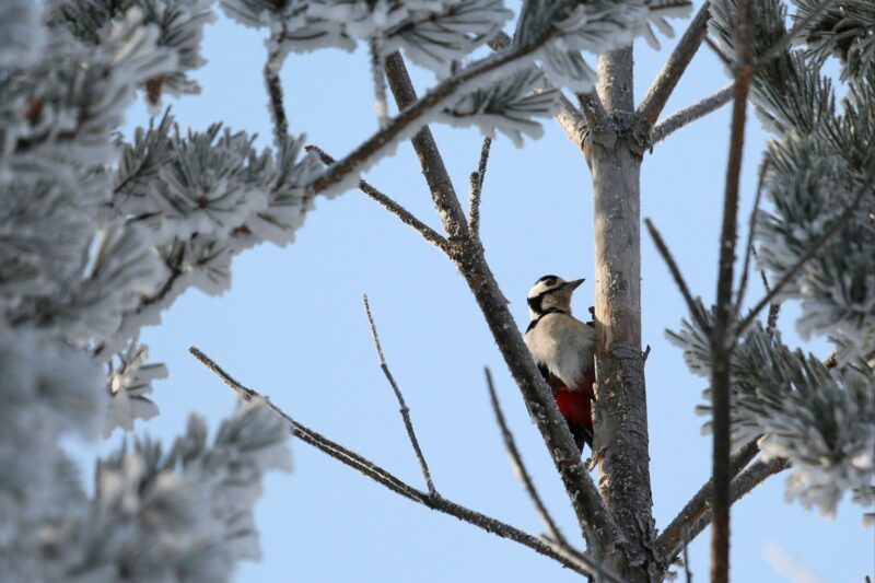 A woodpecker in the Siberian boreal, outside Krasnoyarsk