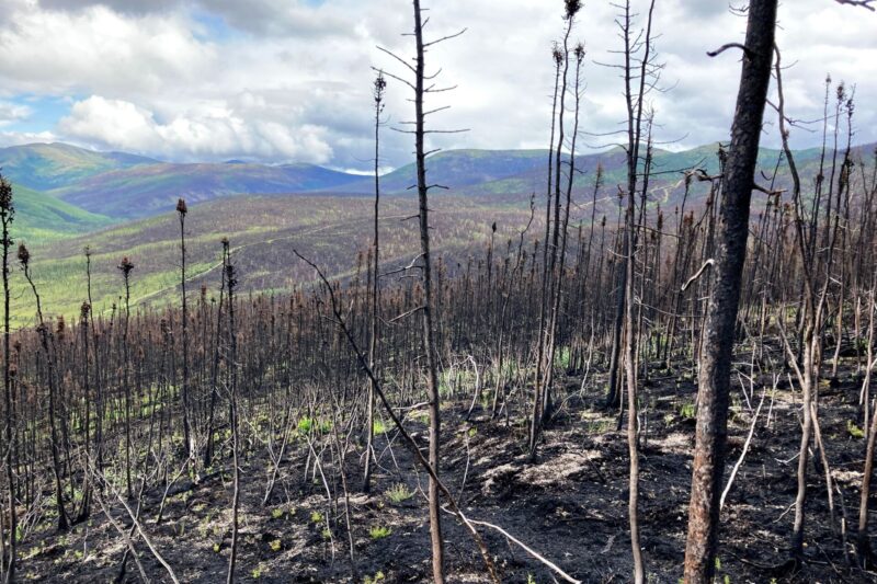Black spruce trees after fire around Fairbanks, Alaska
