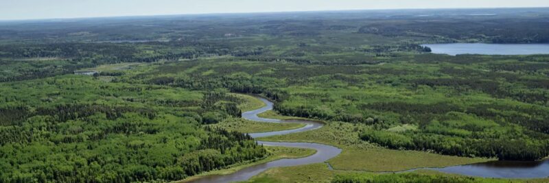 The ancient subarctic forests at risk from climate change and war