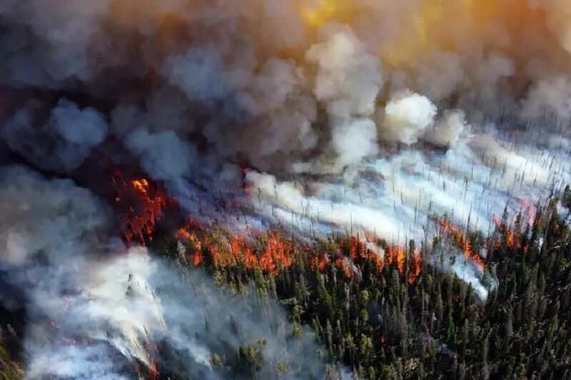 In 2021, Siberian forest fires destroyed 168,000 square kilometers of forest, an area the size of Cambodia. 
