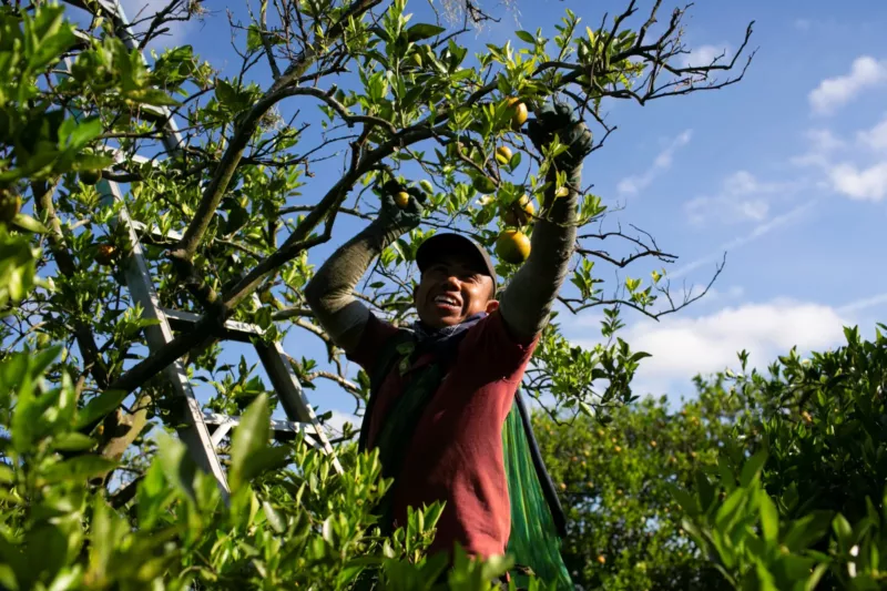 Harvesting oranges in Lake Wales, Florida, April 2020. Marco Bello / Reuters