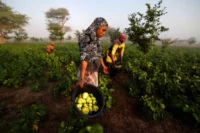Harvesting eggplants near Notto Gouye Diama, Senegal, January 2023. Zohra Bensemra / Reuters