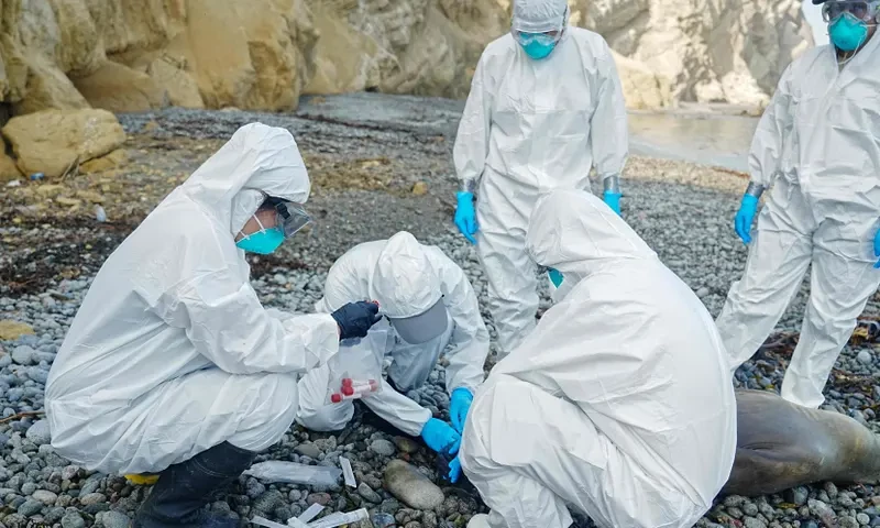 Samples are taken from a dead sea lion in the Paracas National Reserve, in Peru, where many have died of the H5N1 bird flu virus this year. Photograph: SERNANP/AFP/Getty Images