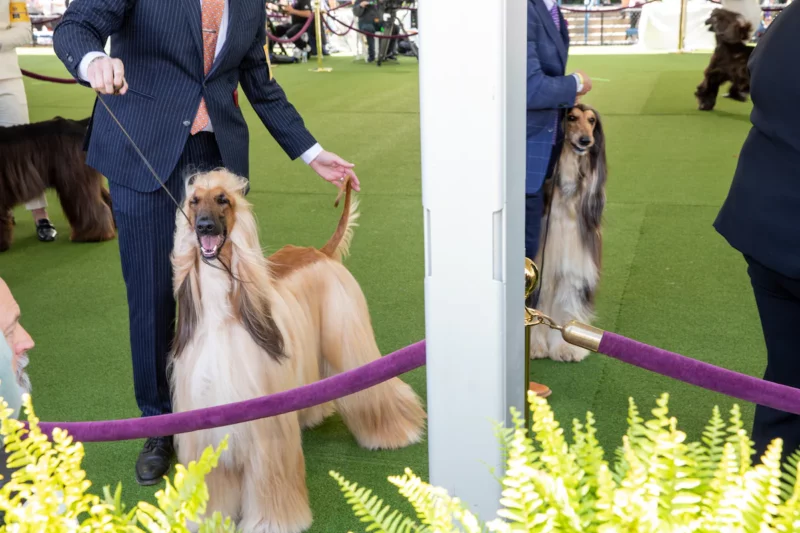 Afghan Hounds at the 2023 Westminster Kennel Club Dog Show. (Peter Fisher for The Washington Post)